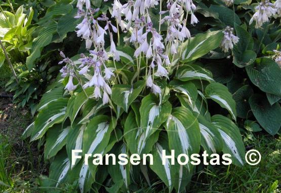 hosta night before christmas fransen hostas night before christmas hosta